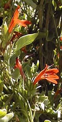 Arizona Water Willow, Red Justicia(Justicia candicans)