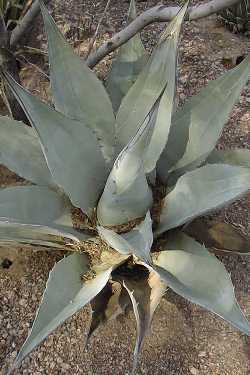 Chisos Agave(Agave havardiana)