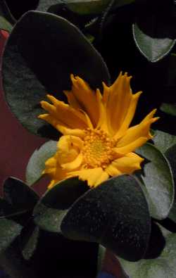 Mouse Ear Coreopsis(Coreopsis auriculata)