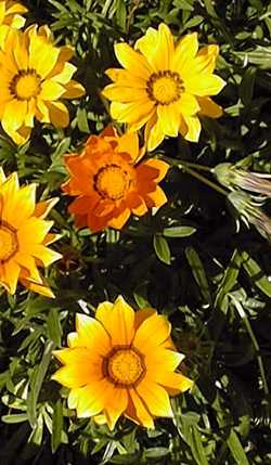 Trailing Gazania