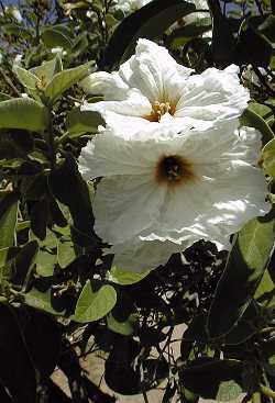 Texas Olive, Anacahuita(Cordia boissieri)