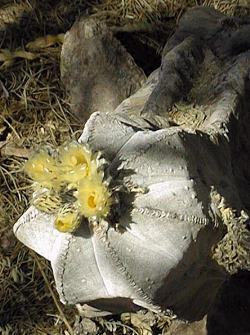 Bishop's Miter, Bishop's Cap(Astrophytum myriostigma)