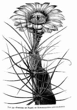 Turks Head(Ferocactus hamatacanthus ssp. hamatacanthus )