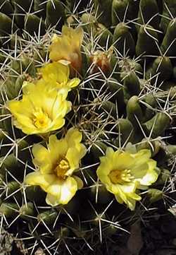 (Mammillaria longimamma)