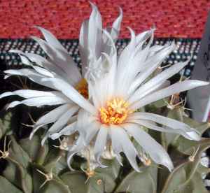 Artichoke cactus(Obregonia denegrii)