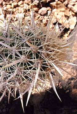 Creeping Devil Cactus, Chirinole(Stenocereus eruca)