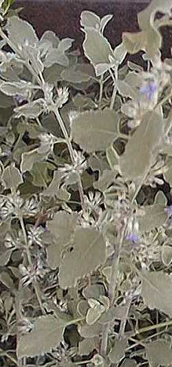 Desert Lavender(Condea emoryi)