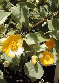 Palmer's Indian Mallow, Superstition Mallow(Abutilon palmeri)