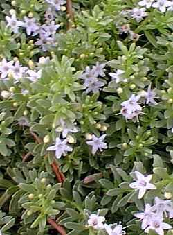 Myoporum