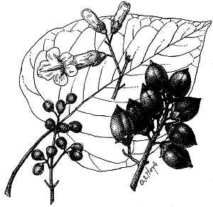 Princess tree, Royal Paulownia(Paulownia tomentosa)